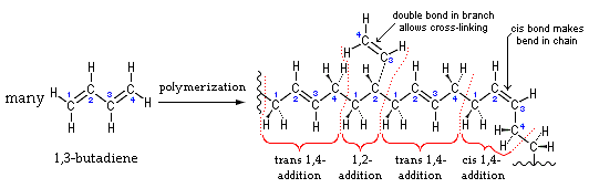 Polybutadiene can be formed from many 1,3-butadiene monomers undergoing free radical polymerization
